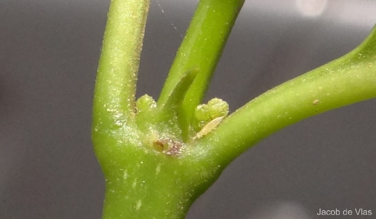 Canthium coromandelicum (Burm.f.) Alston